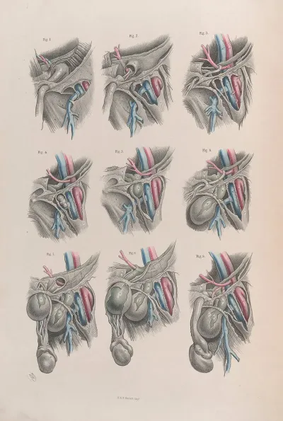 Surgical Anatomy Pl 38