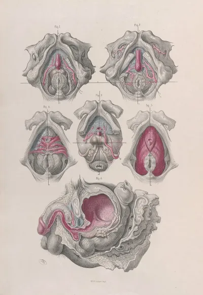 Surgical Anatomy Pl 41