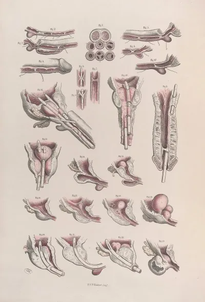 Surgical Anatomy Pl 45