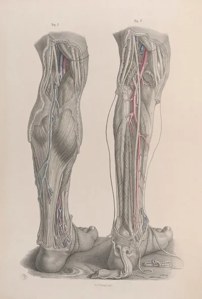 Surgical Anatomy Pl 49