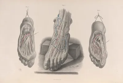 Surgical Anatomy Pl 51