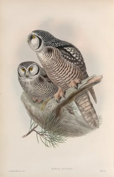 Surnia Funerea Hawk Owl