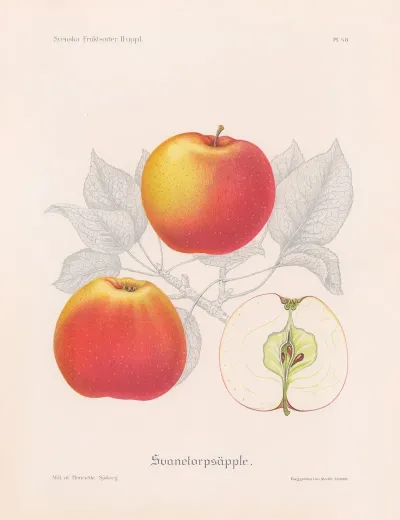 Svanetorpsapple