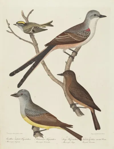 Swallow Tailed Flycatcher Arkansas Flycatcher Says Flycatcher And Female Golden Crested Wren