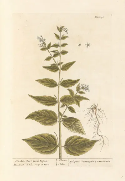 Swallow Wort Tame Poison