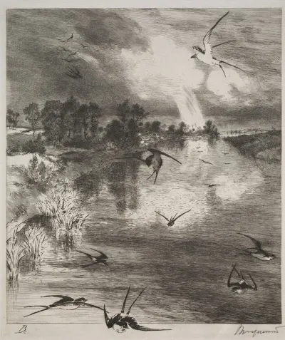 Swallows 3