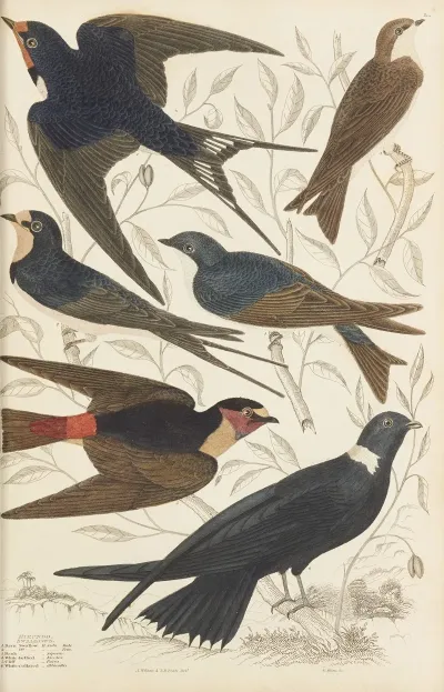 Swallows 4