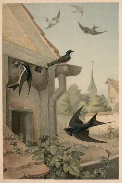 Swallows 6