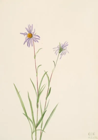 Swamp Aster Aster Paludosus