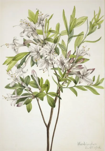 Swamp Azalea Azalea Viscosa