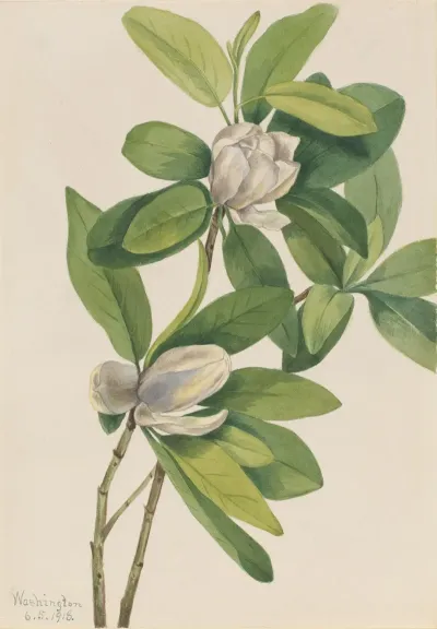 Swamp Magnolia Magnolia Virginiana