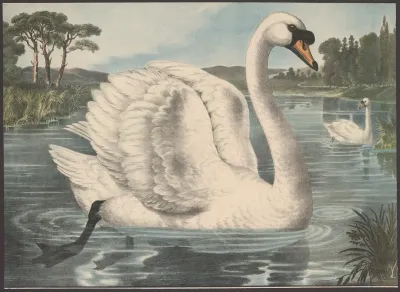 Swan 2
