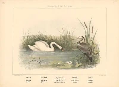 Swan Heron