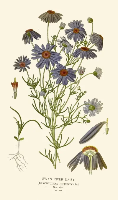 Swan River Daisy