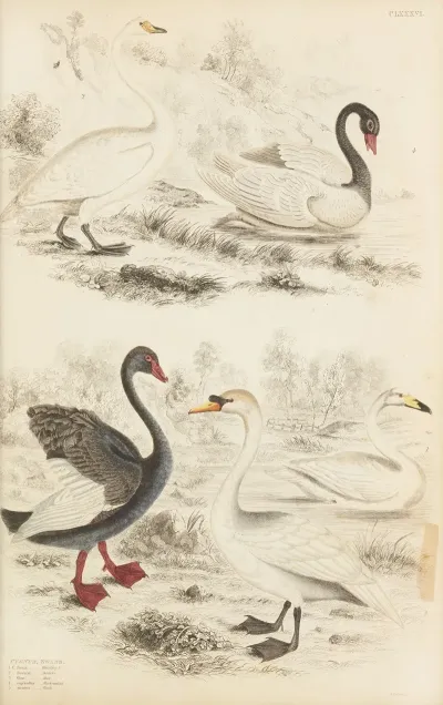Swans 3