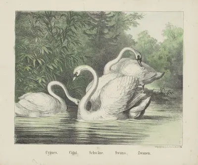 Swans 4