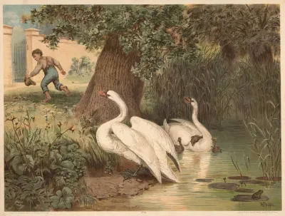 Swans 5