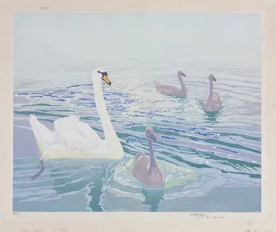 Swans And Cygnets