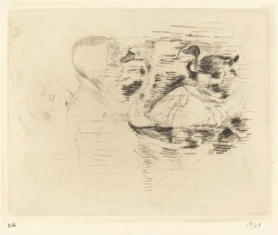 Swans At Stagnant Water