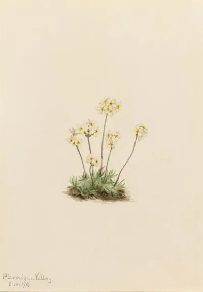 Sweet Androsace Androsace Carinata 2
