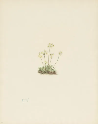 Sweet Androsace Androsace Carinata 3