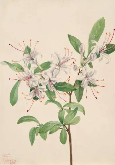 Sweet Azalea Azalea Arborescens 2