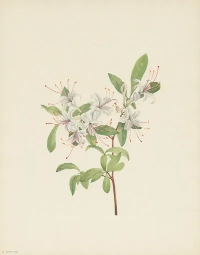 Sweet Azalea Azalea Arborescens 3