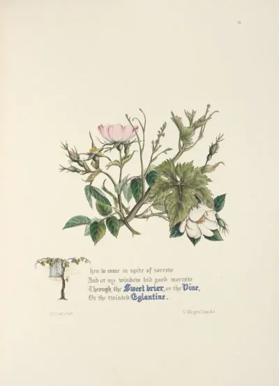 Sweet Briar Eglantine And Vine