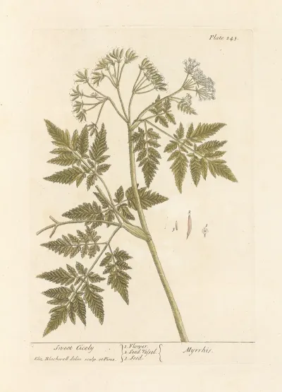 Sweet Cicely