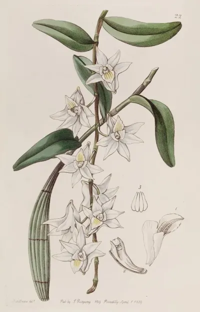 Sweet Club Stemmed Dendrobium