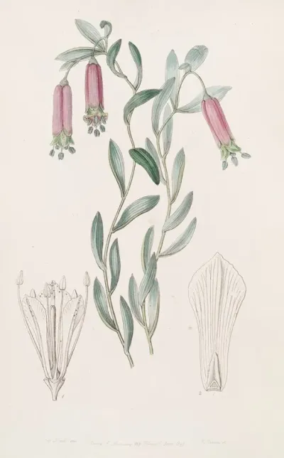 Sweet Collania