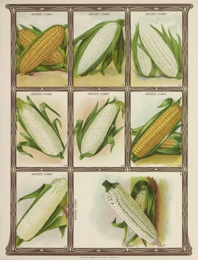 Sweet Corn