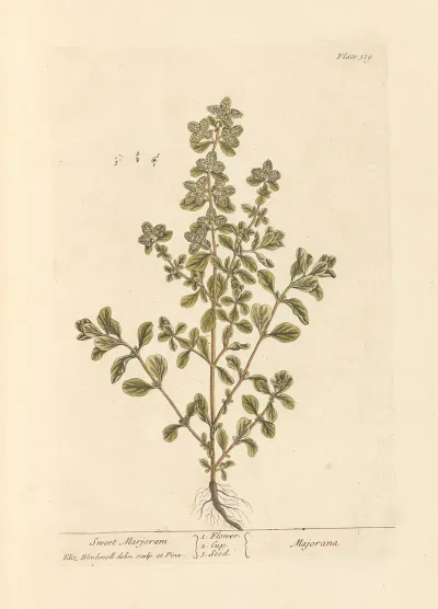 Sweet Marjoram