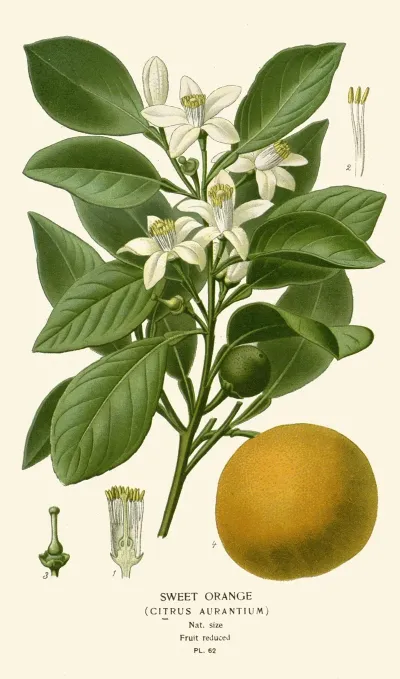 Sweet Orange