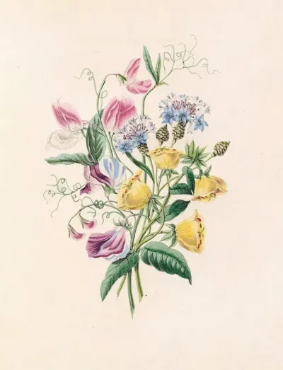 Sweet Pea Bluebottle Centaury And Evening Primrose