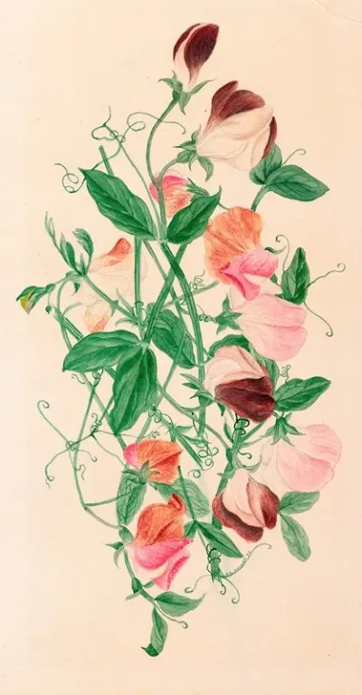 Sweet Peas