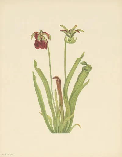 Sweet Pitcherplant Sarracenia Rubra 3
