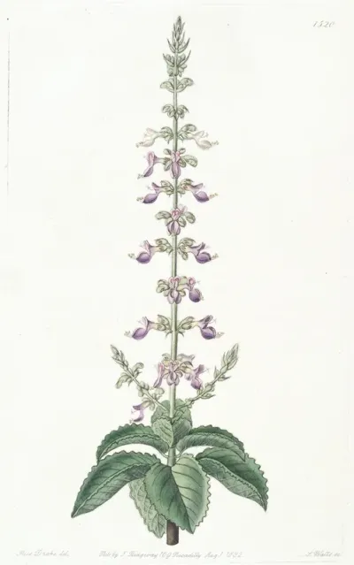 Sweet Scented Coleus