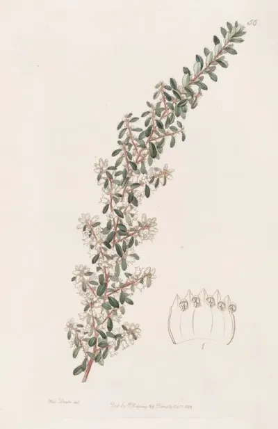 Sweet Scented Cryptandra