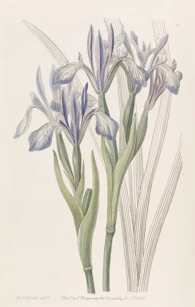 Sweet Scented Iris