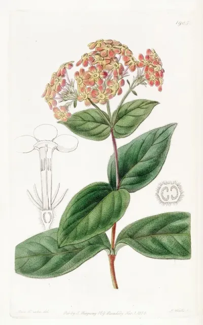 Sweet Scented Rondeletia