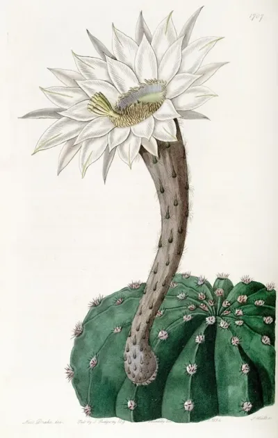 Sweet Scented Spicy Cactus