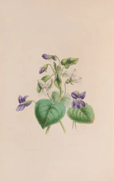 Sweet Scented Violet