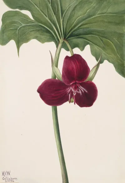 Sweet Trillium Trillium Vasyi