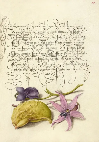 Sweet Violet Gourd And Dog Tooth Violet