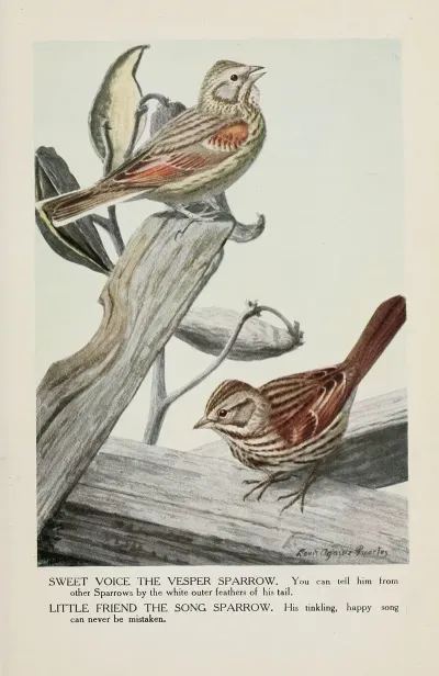 Sweet Voice The Vesper Sparrow Little Friend The Song Sparrow
