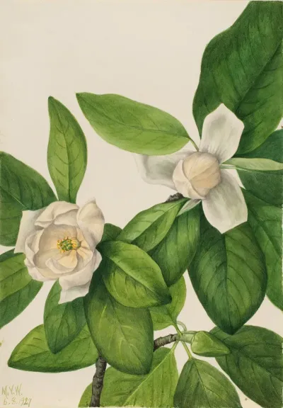 Sweetbay Magnolia Virginiana 2
