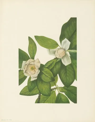 Sweetbay Magnolia Virginiana 3