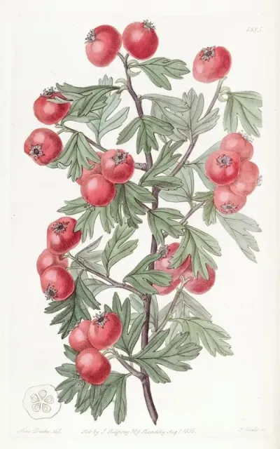 Sweetest Scented Hawthorn