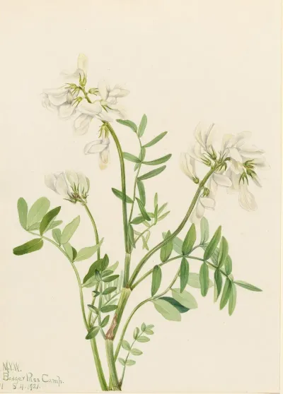 Sweetvetch Hedysarum Mackenzii 2